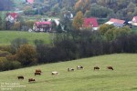 Polana w dolinie potoku Czarnego Polana w dolinie potoku Czarnego